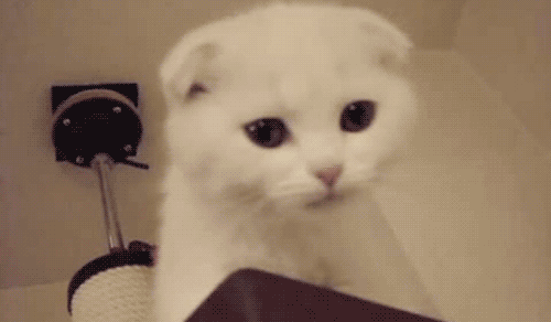 picture of Meow
